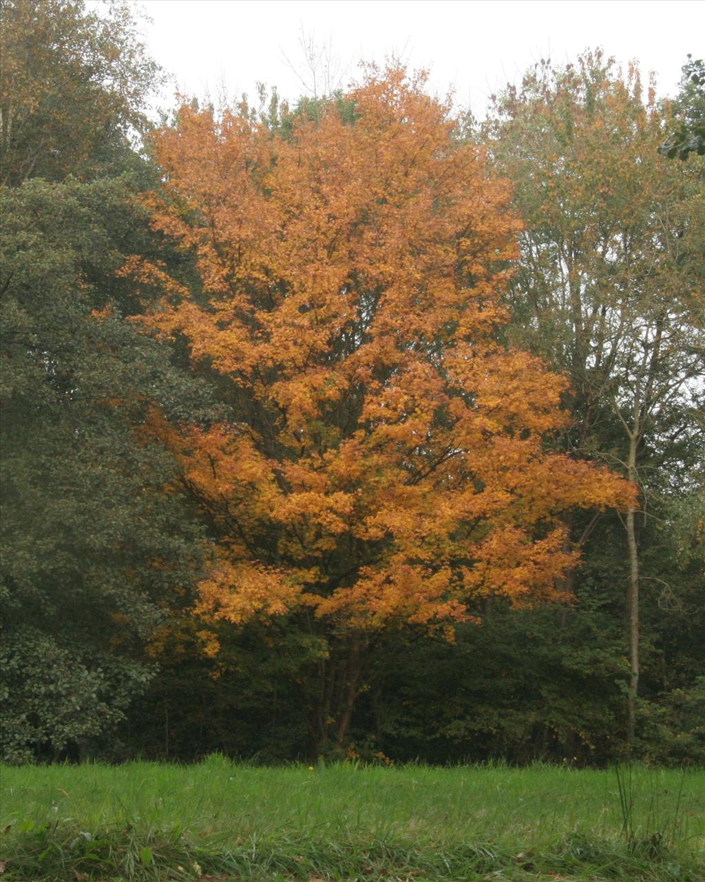 Acer campestre (door Willem Braam)