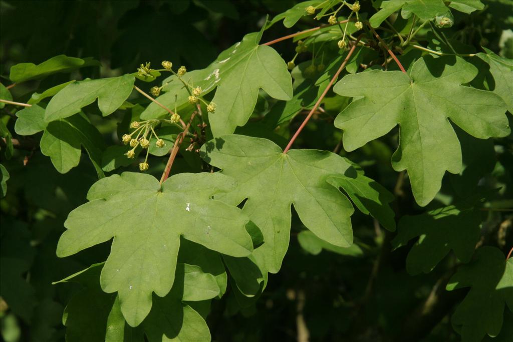 Acer campestre (door Willem Braam)