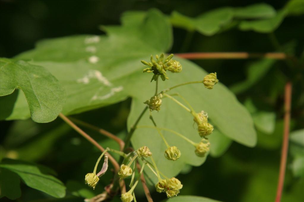 Acer campestre (door Willem Braam)