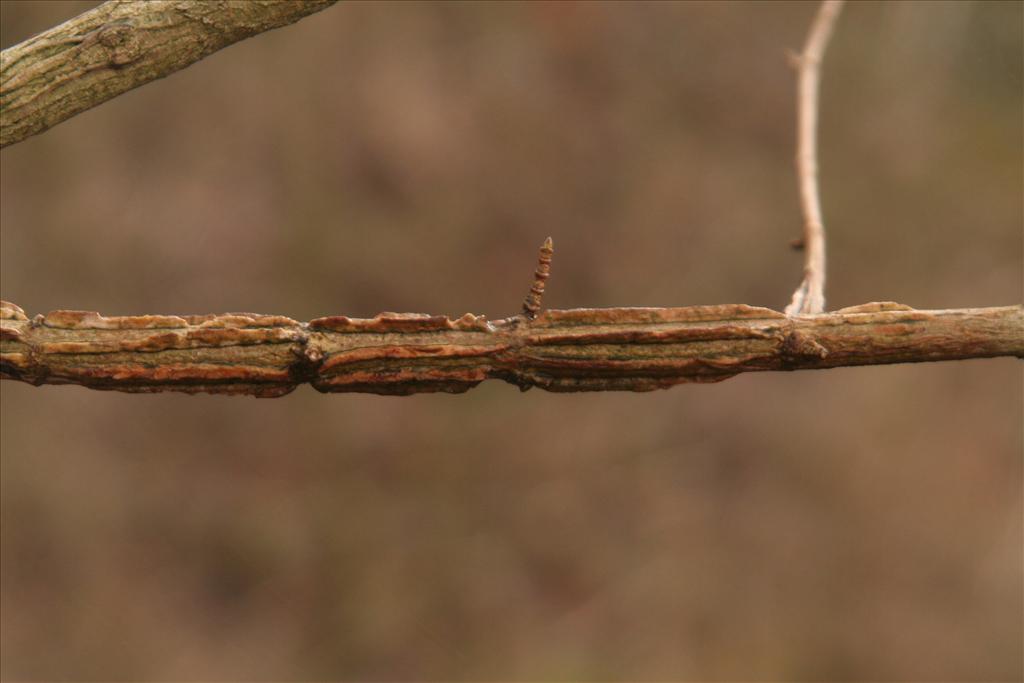 Acer campestre (door Willem Braam)