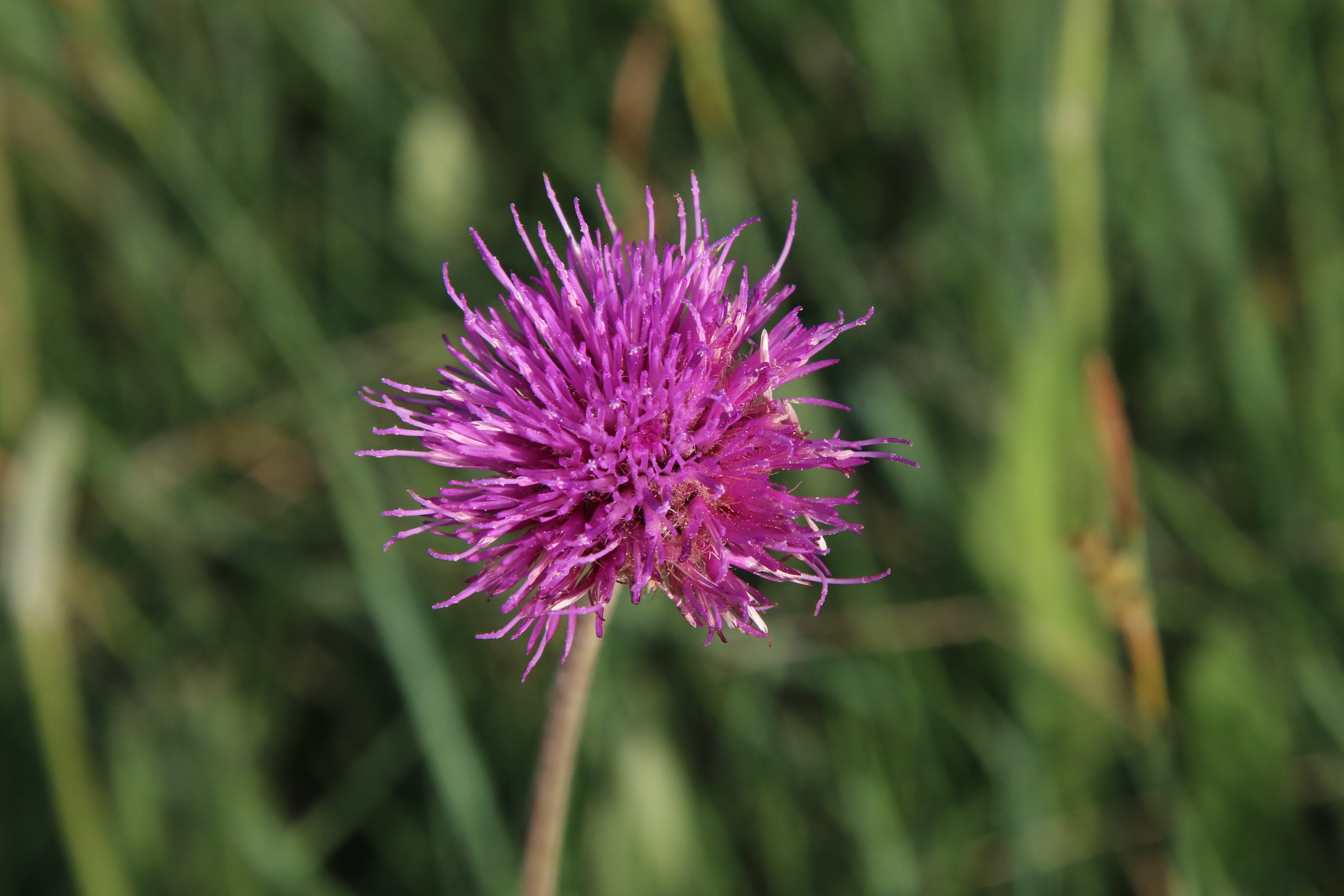 Cirsium dissectum (door Willem Braam)