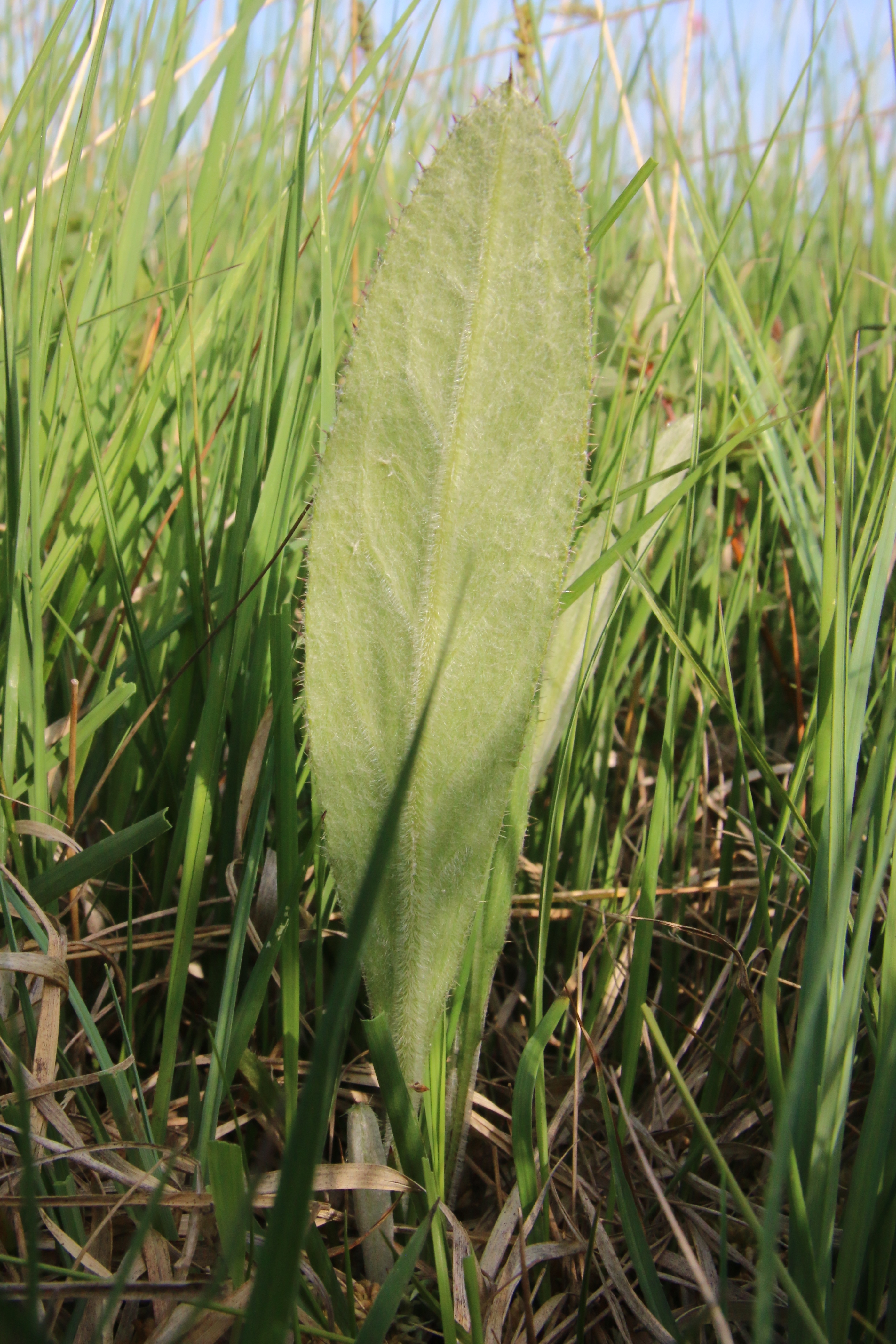 Cirsium dissectum (door Willem Braam)