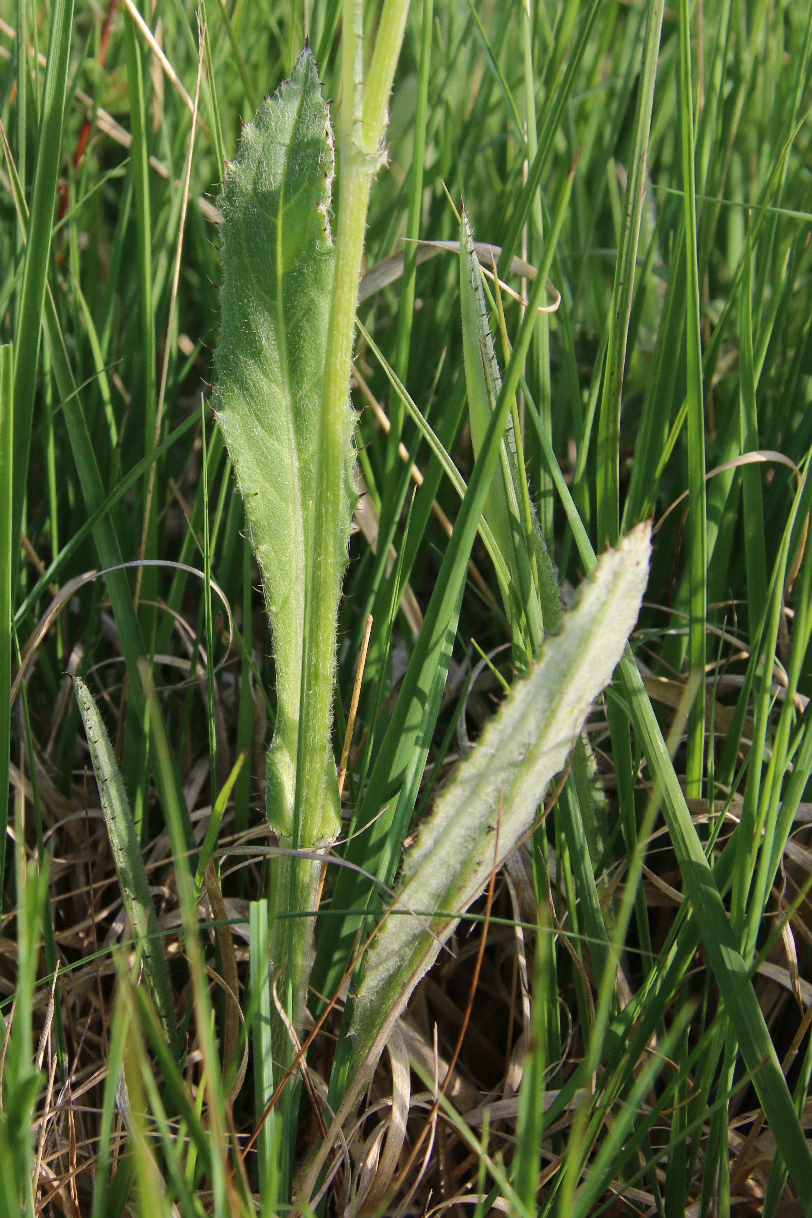 Cirsium dissectum (door Willem Braam)