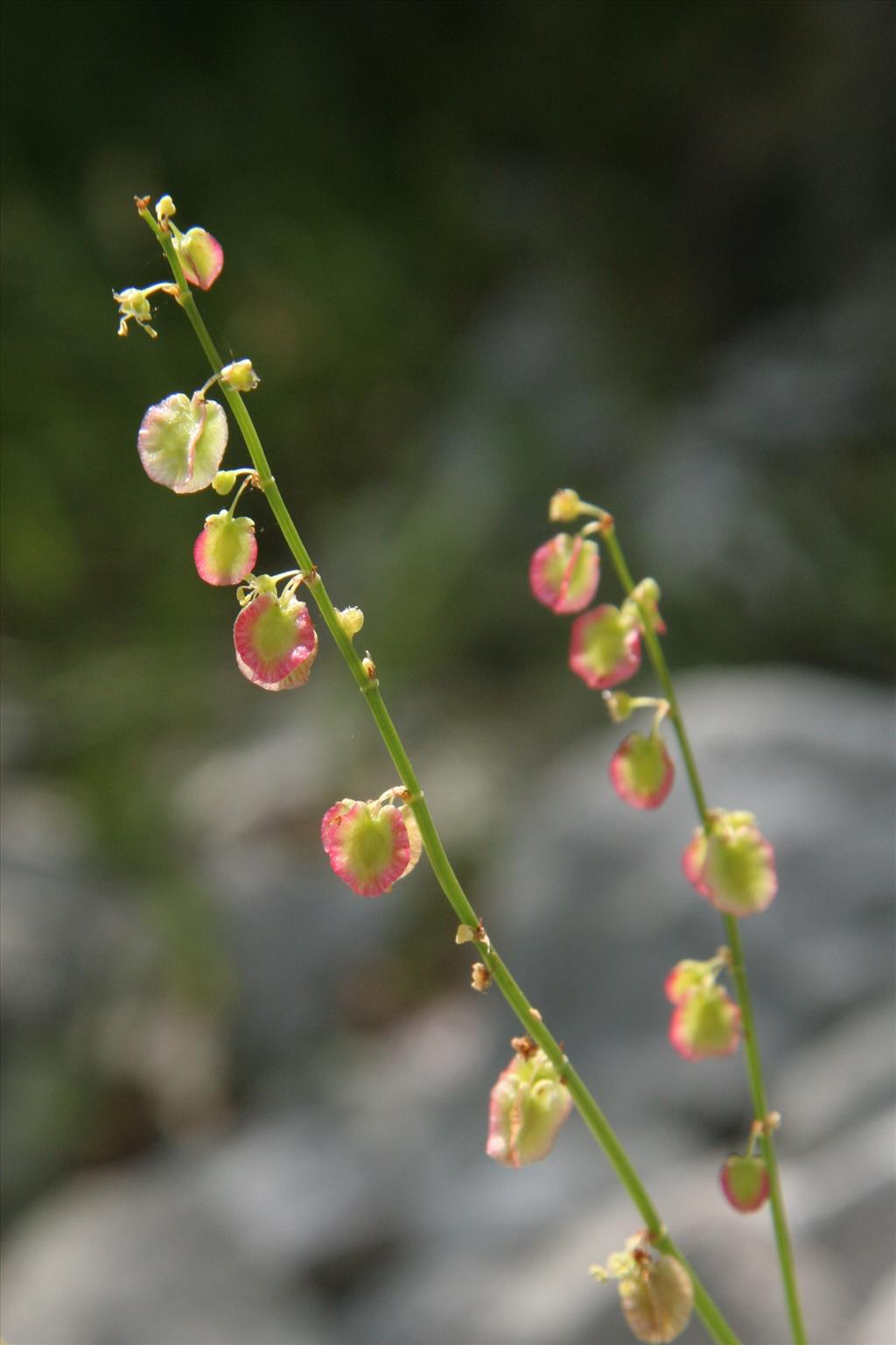 Rumex scutatus (door Willem Braam)