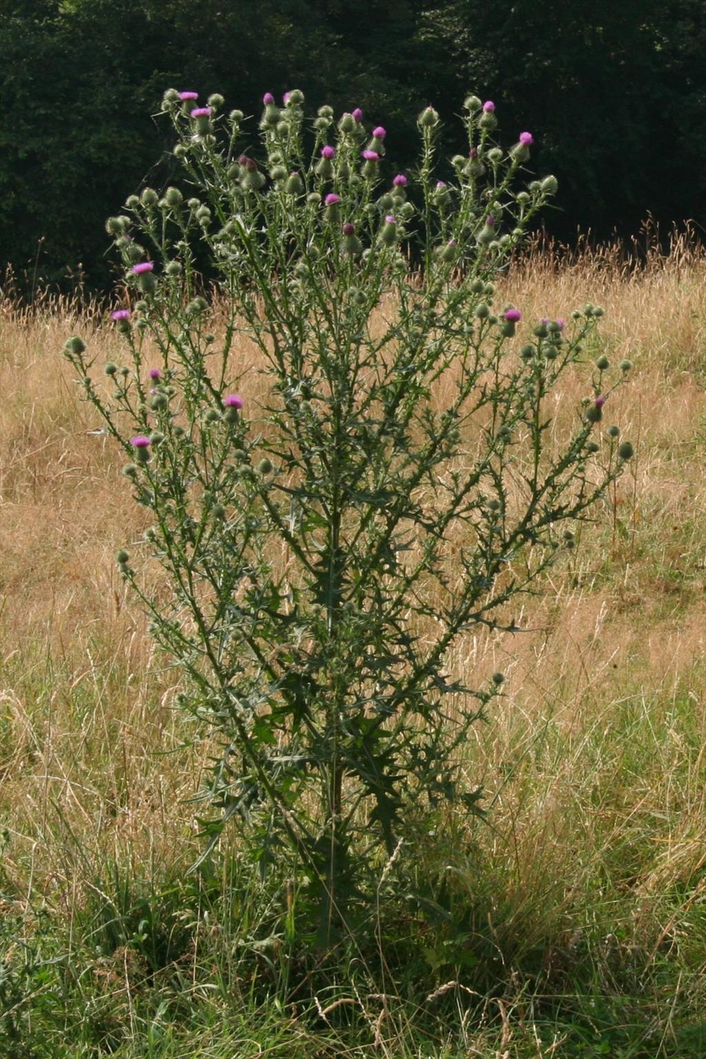 Cirsium vulgare (door Willem Braam)