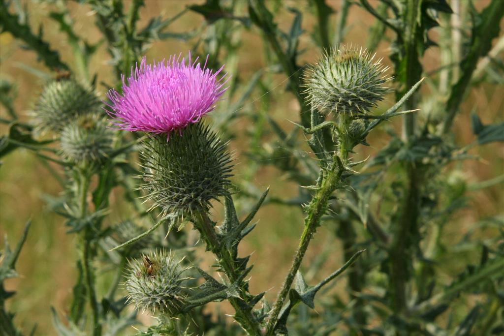 Cirsium vulgare (door Willem Braam)