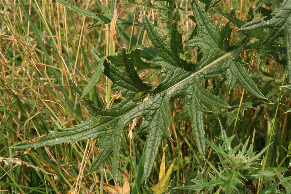 Cirsium vulgare (door Willem Braam)