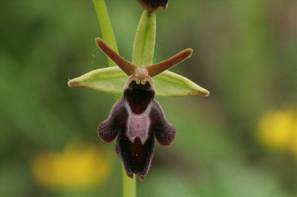Ophrys sphegodes (door Willem Braam)