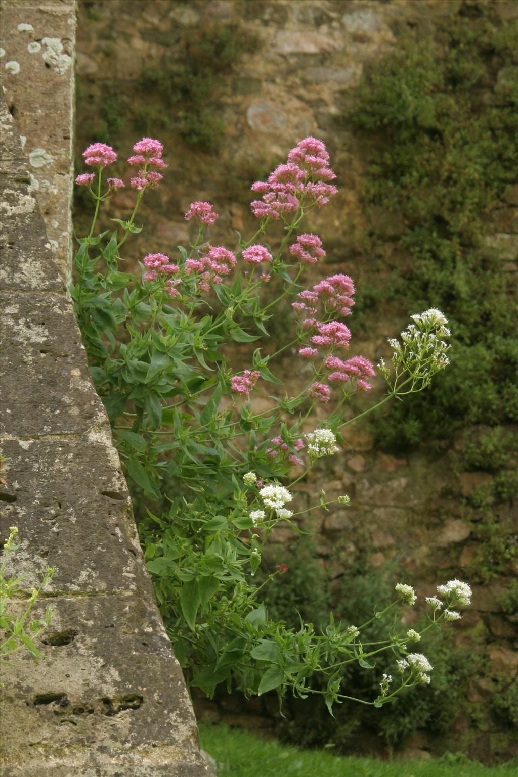 Centranthus ruber (door Willem Braam)