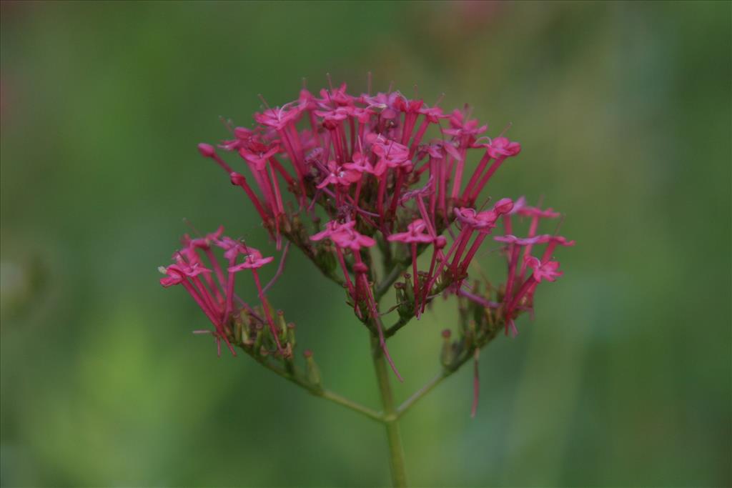 Centranthus ruber (door Willem Braam)