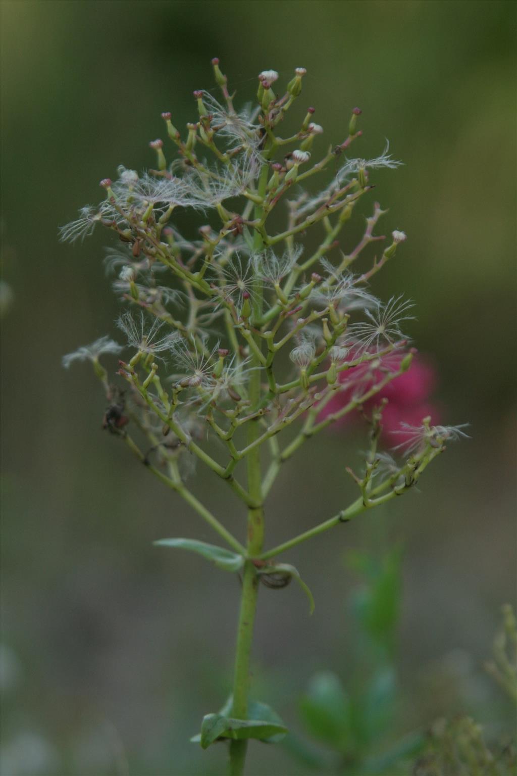 Centranthus ruber (door Willem Braam)