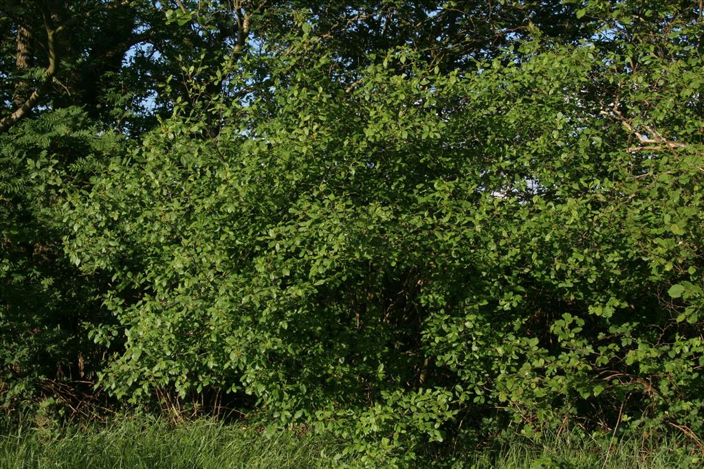 Frangula alnus (door Willem Braam)