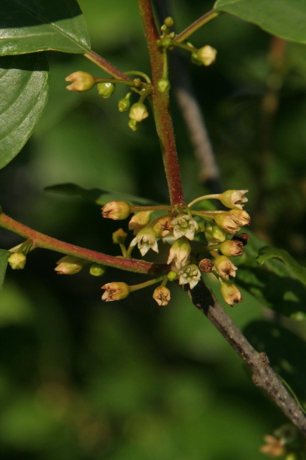 Frangula alnus (door Willem Braam)