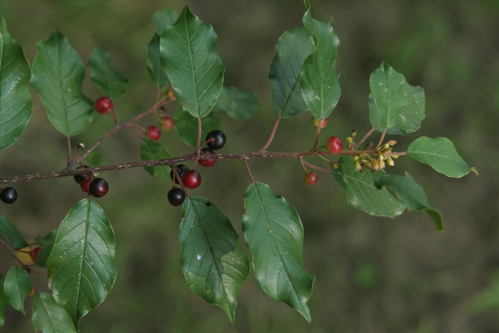 Frangula alnus (door Willem Braam)