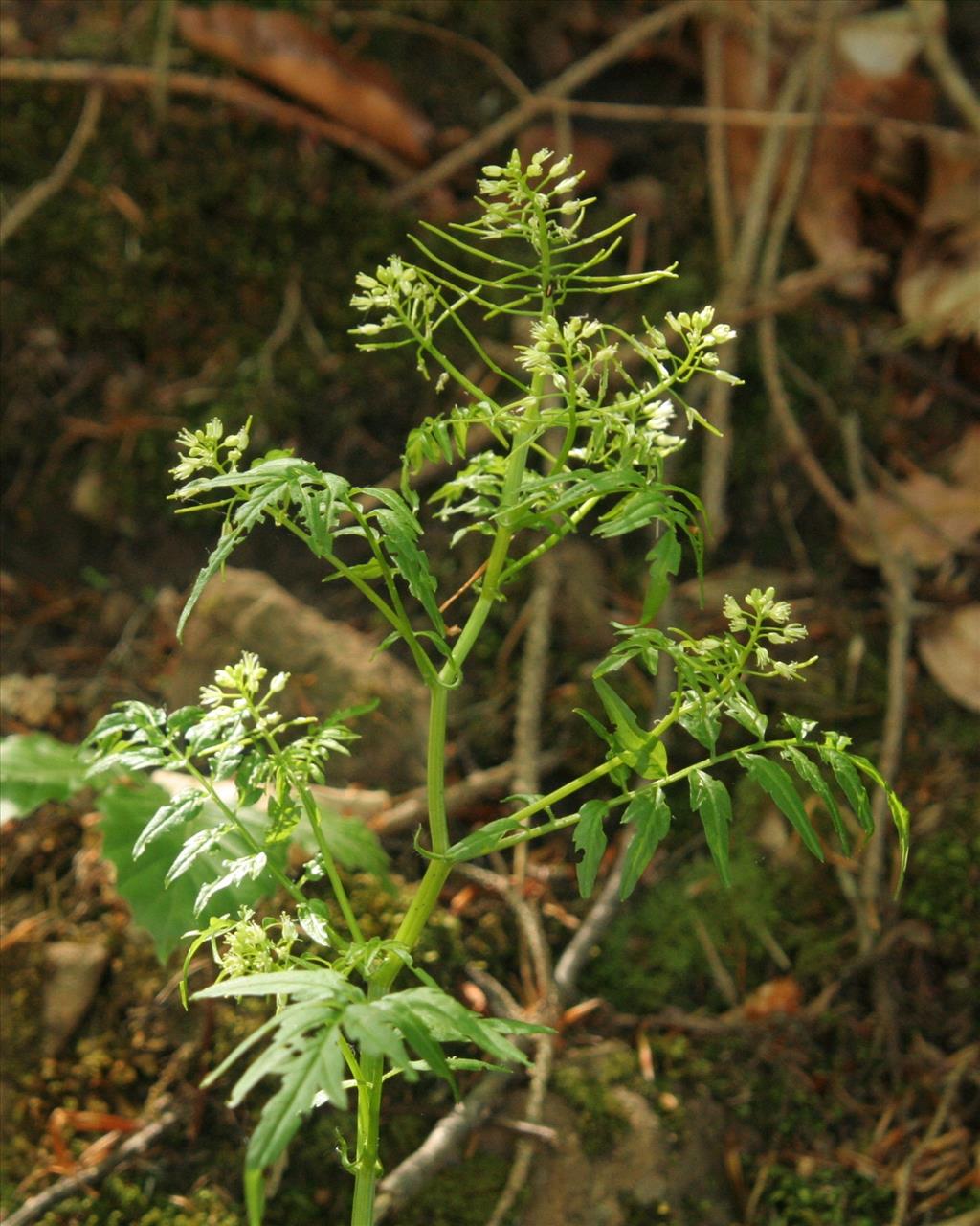 Cardamine impatiens (door Willem Braam)