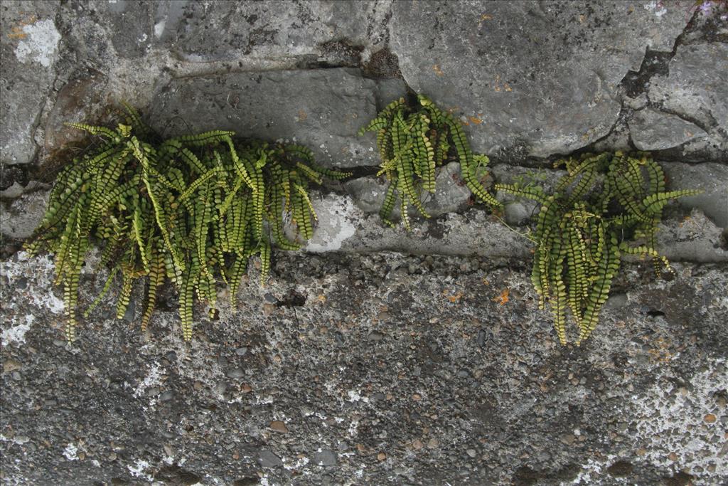 Asplenium trichomanes (door Willem Braam)