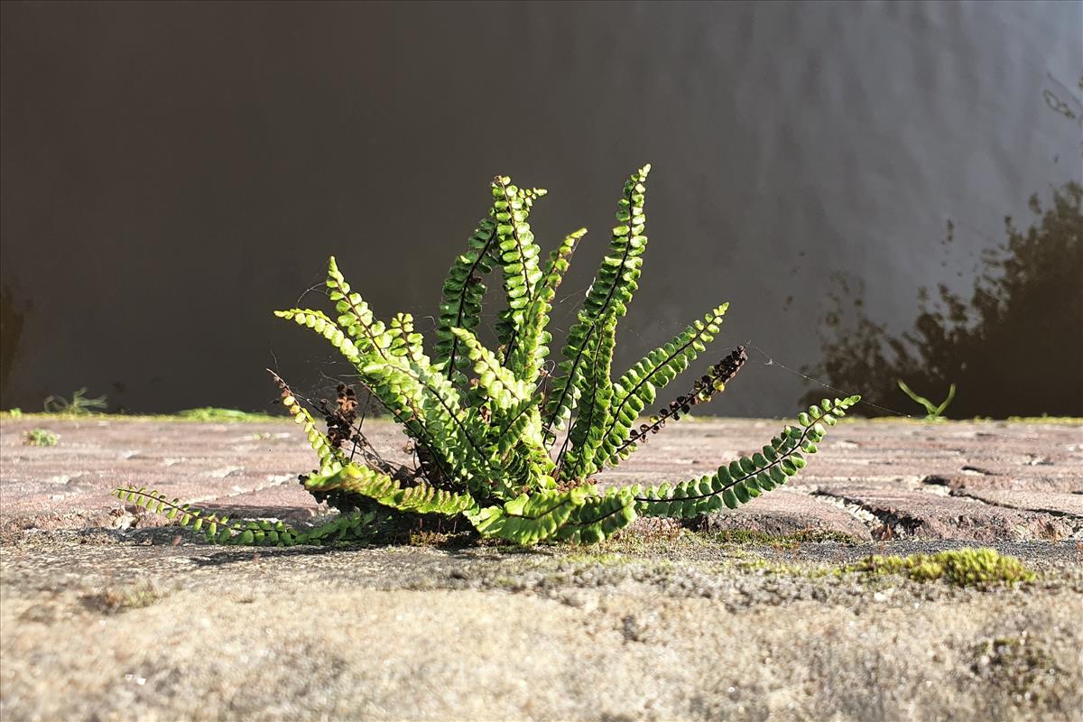 Asplenium trichomanes (door Willem Braam)