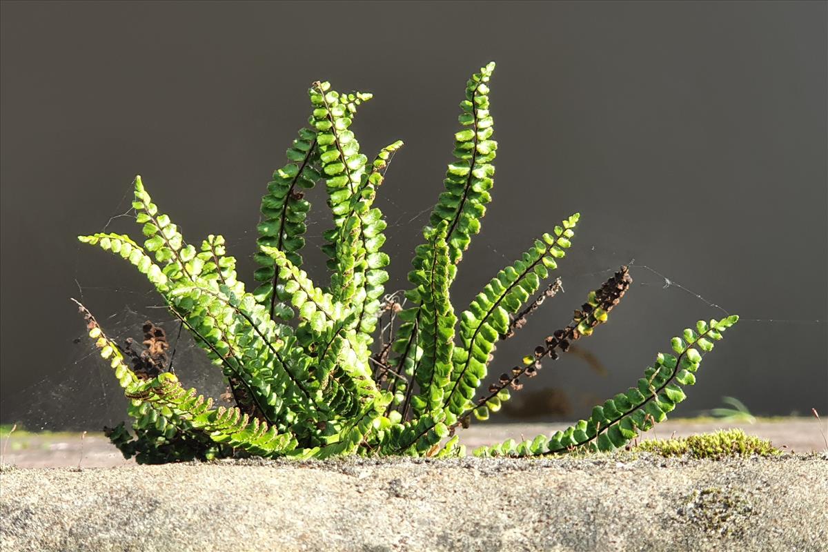 Asplenium trichomanes (door Willem Braam)