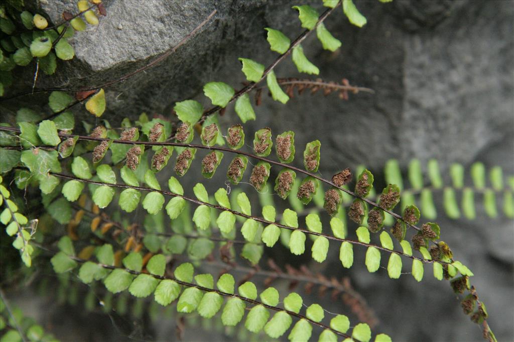 Asplenium trichomanes (door Willem Braam)