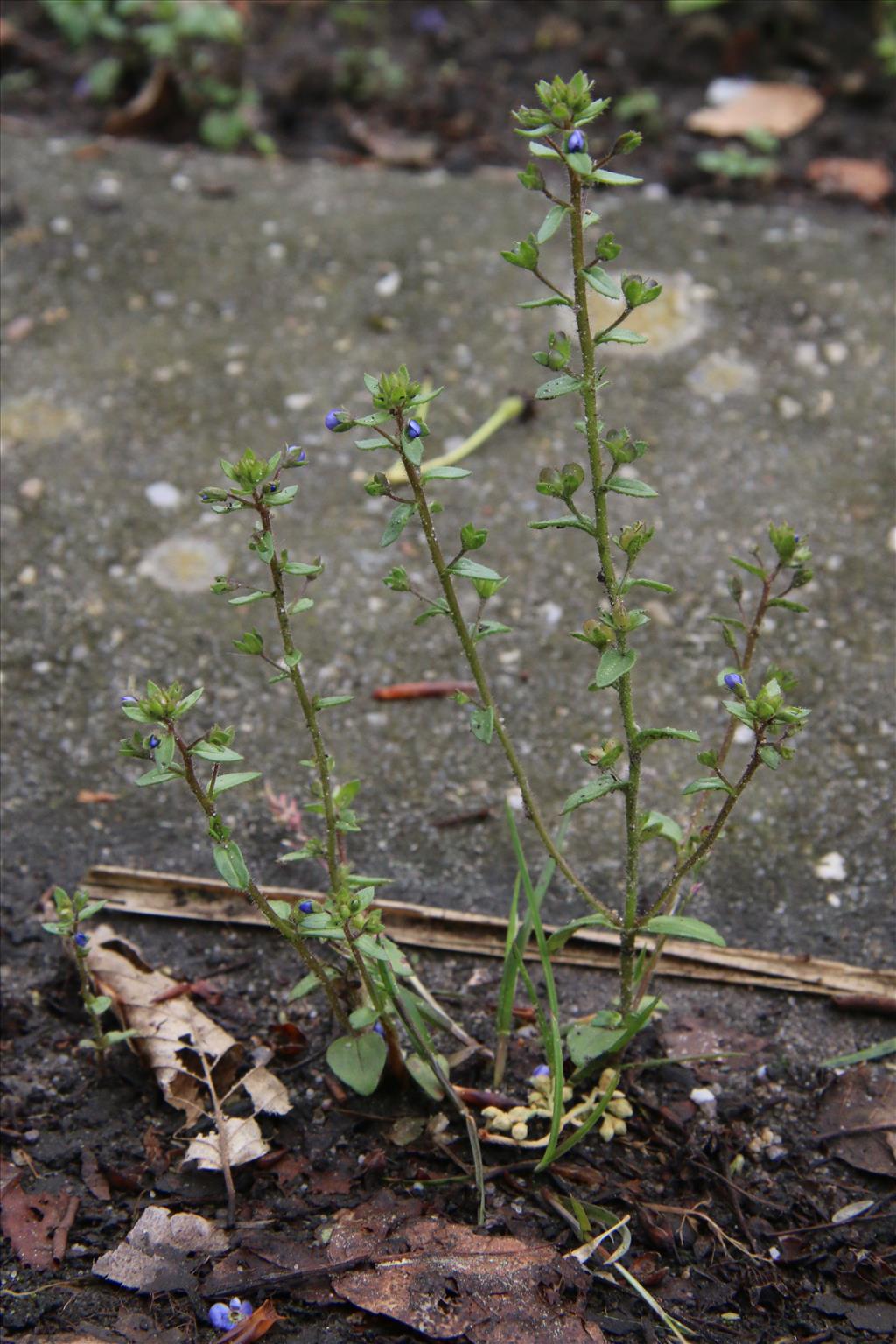 Veronica acinifolia (door Willem Braam)