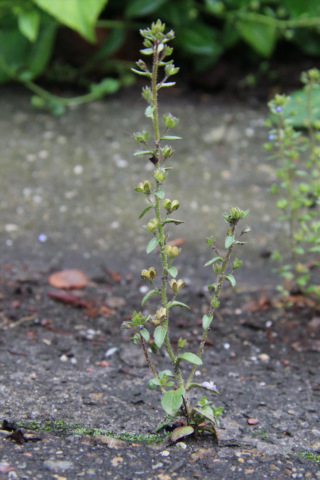 Veronica acinifolia (door Willem Braam)