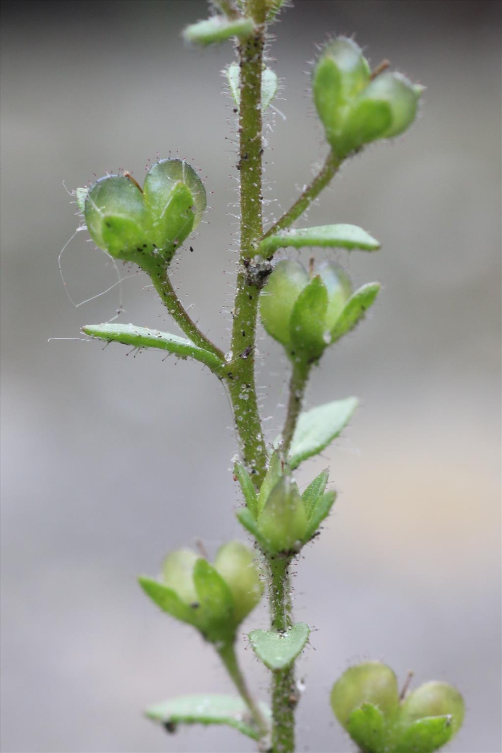 Veronica acinifolia (door Willem Braam)