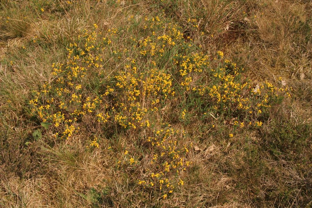 Genista anglica (door Willem Braam)