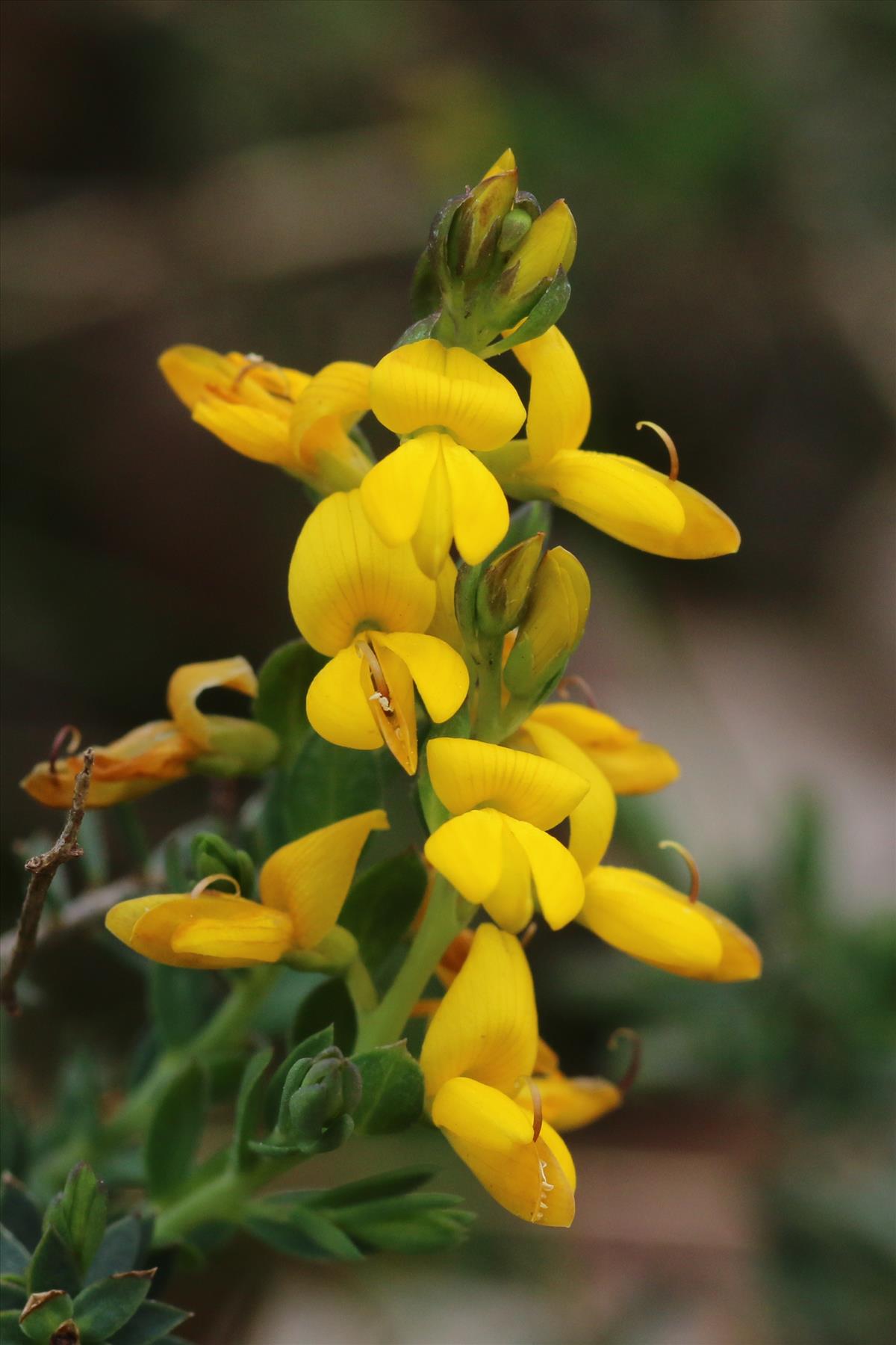 Genista anglica (door Willem Braam)