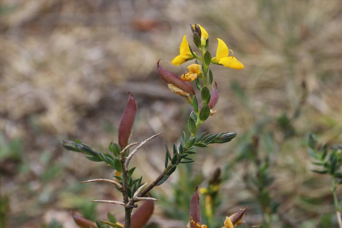 Genista anglica (door Willem Braam)