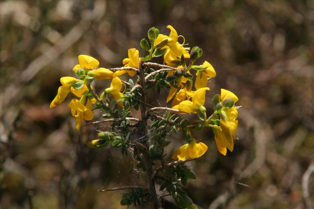 Genista anglica (door Willem Braam)