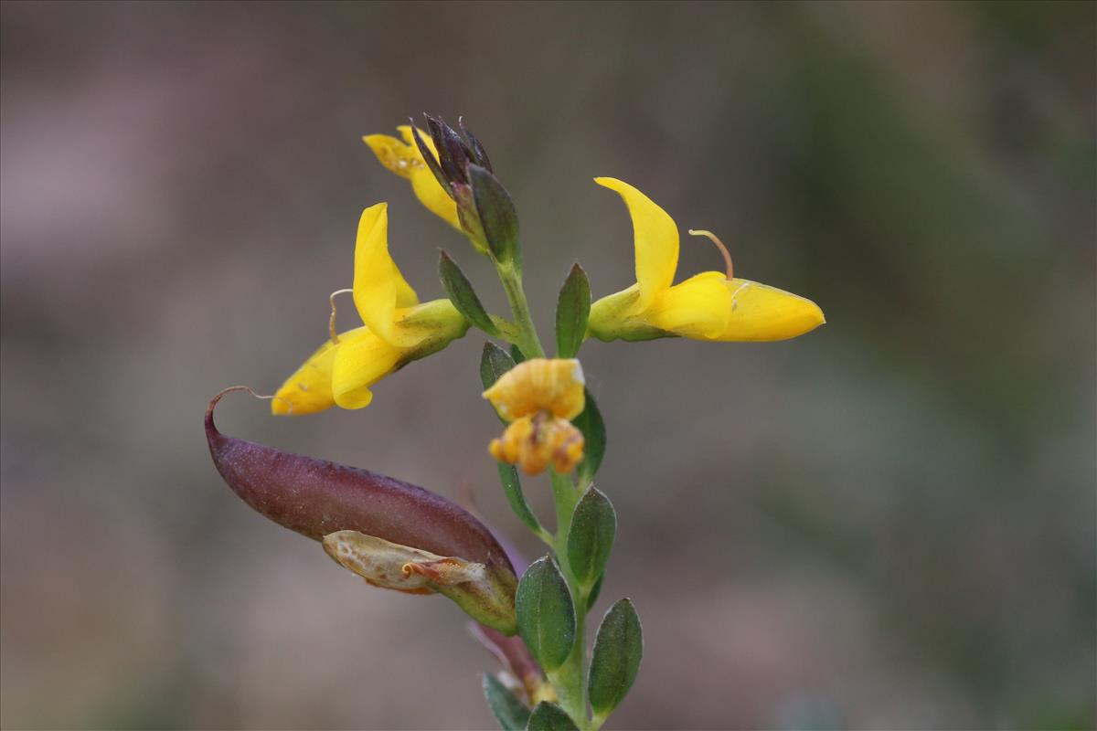 Genista anglica (door Willem Braam)