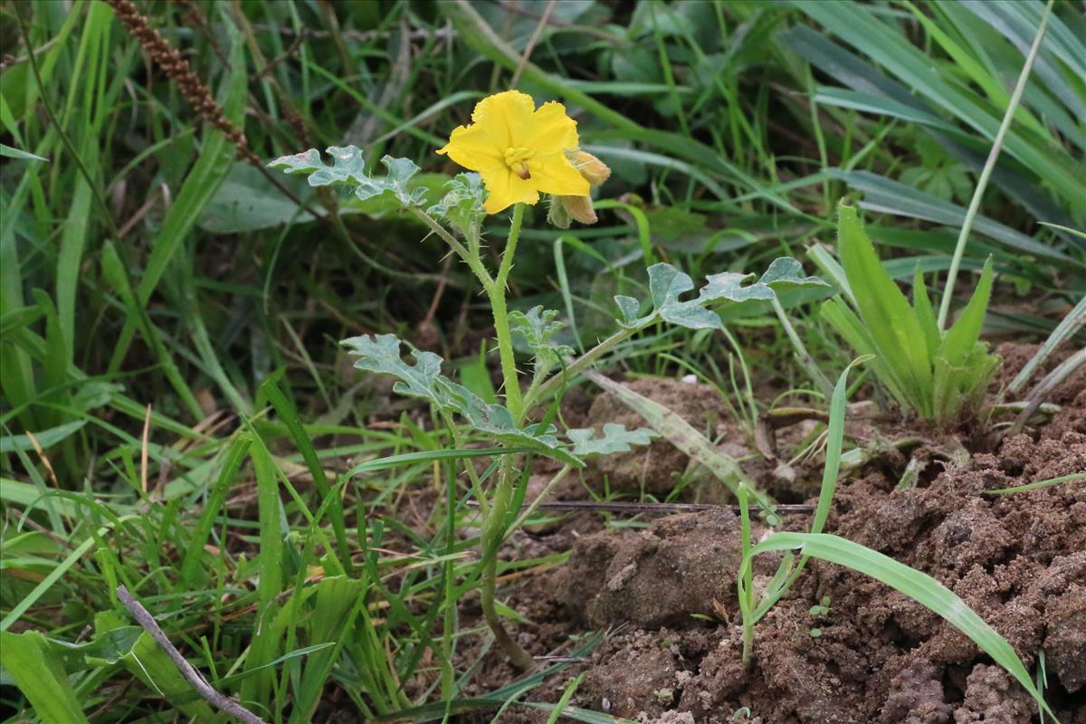 Solanum rostratum (door Willem Braam)