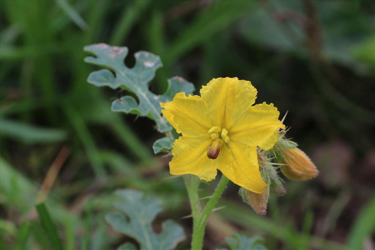 Solanum rostratum (door Willem Braam)