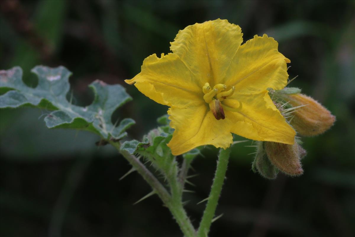 Solanum rostratum (door Willem Braam)