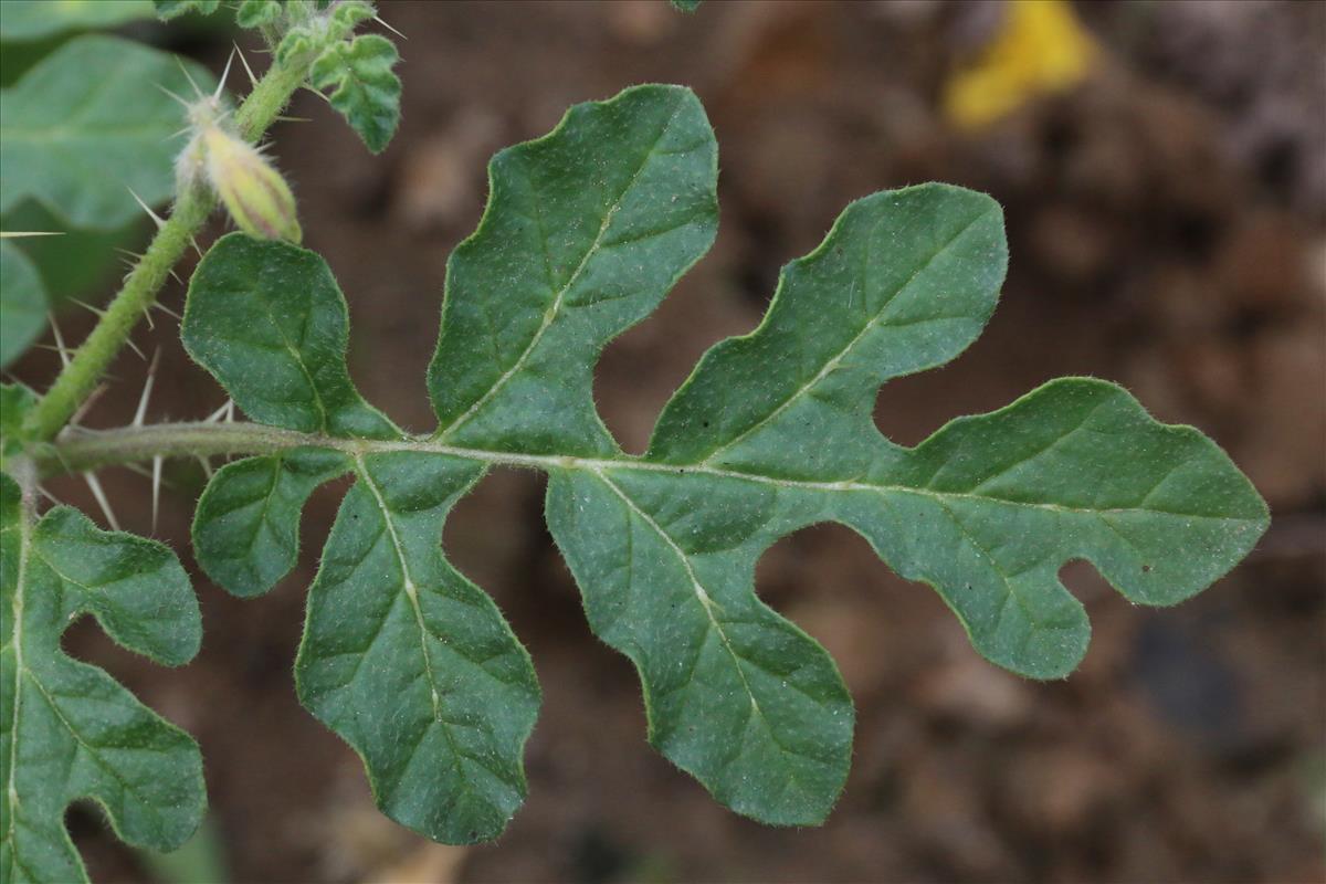 Solanum rostratum (door Willem Braam)