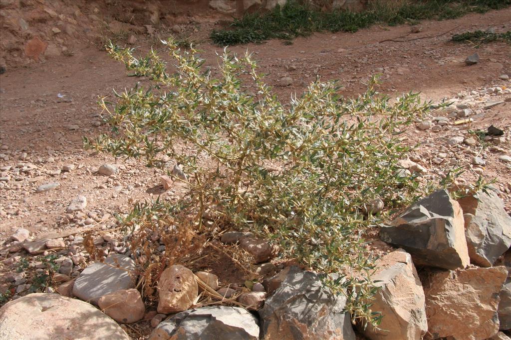 Xanthium spinosum (door Willem Braam)