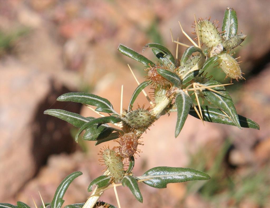 Xanthium spinosum (door Willem Braam)