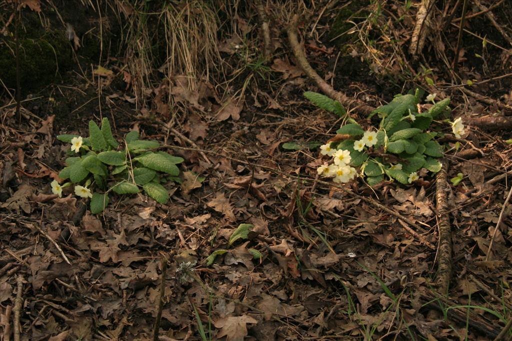 Primula vulgaris (door Willem Braam)