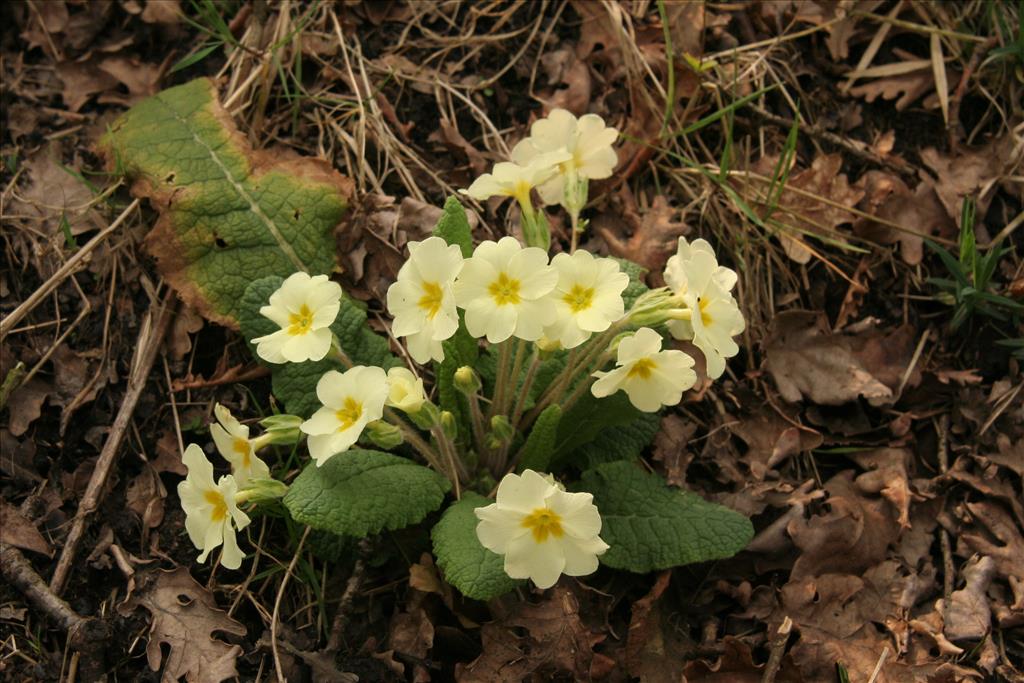 Primula vulgaris (door Willem Braam)