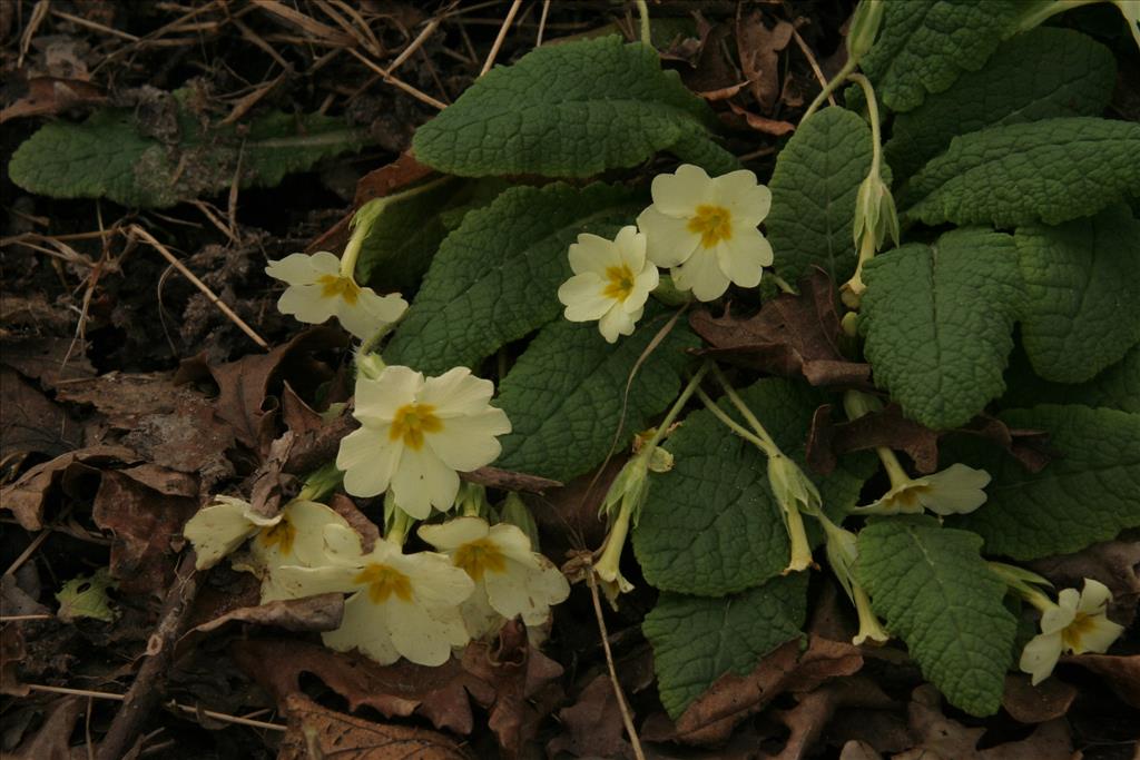 Primula vulgaris (door Willem Braam)