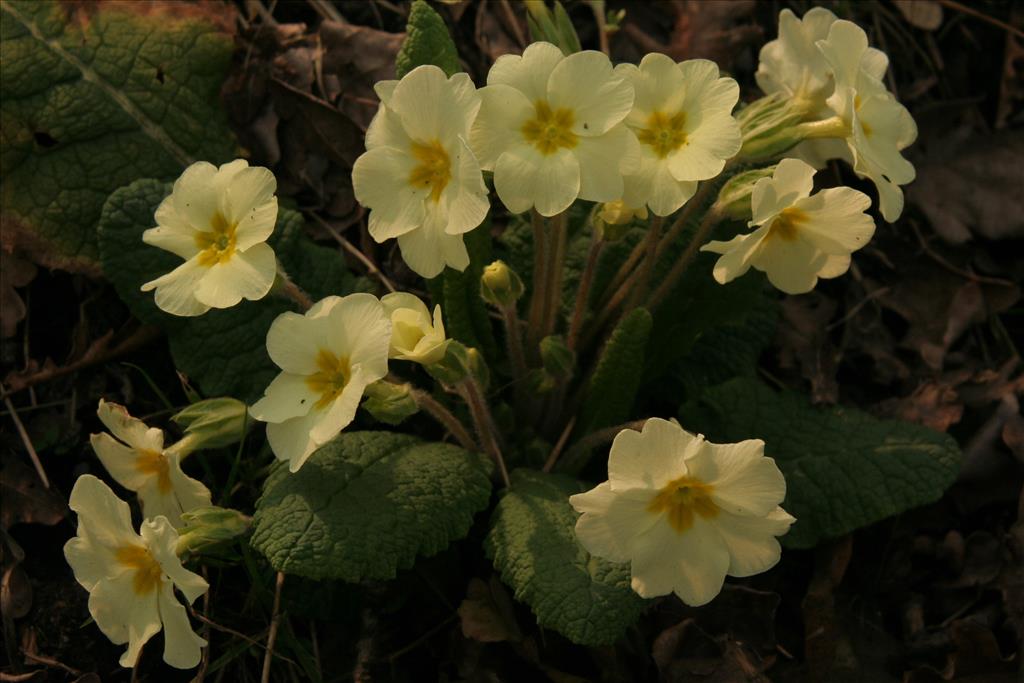 Primula vulgaris (door Willem Braam)