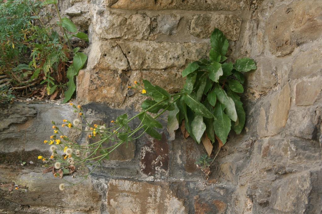 Hieracium sect. Amplexicaulia (door Willem Braam)