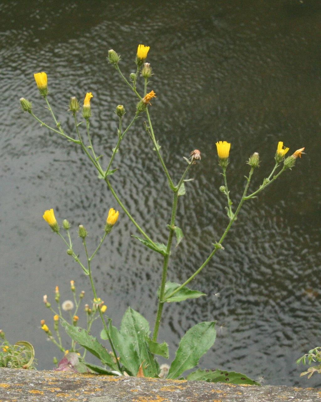 Hieracium sect. Amplexicaulia (door Willem Braam)