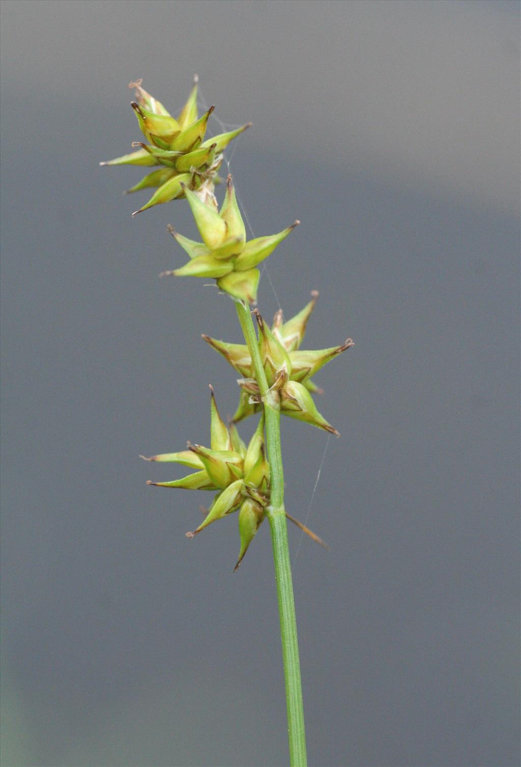 Carex echinata (door Willem Braam)