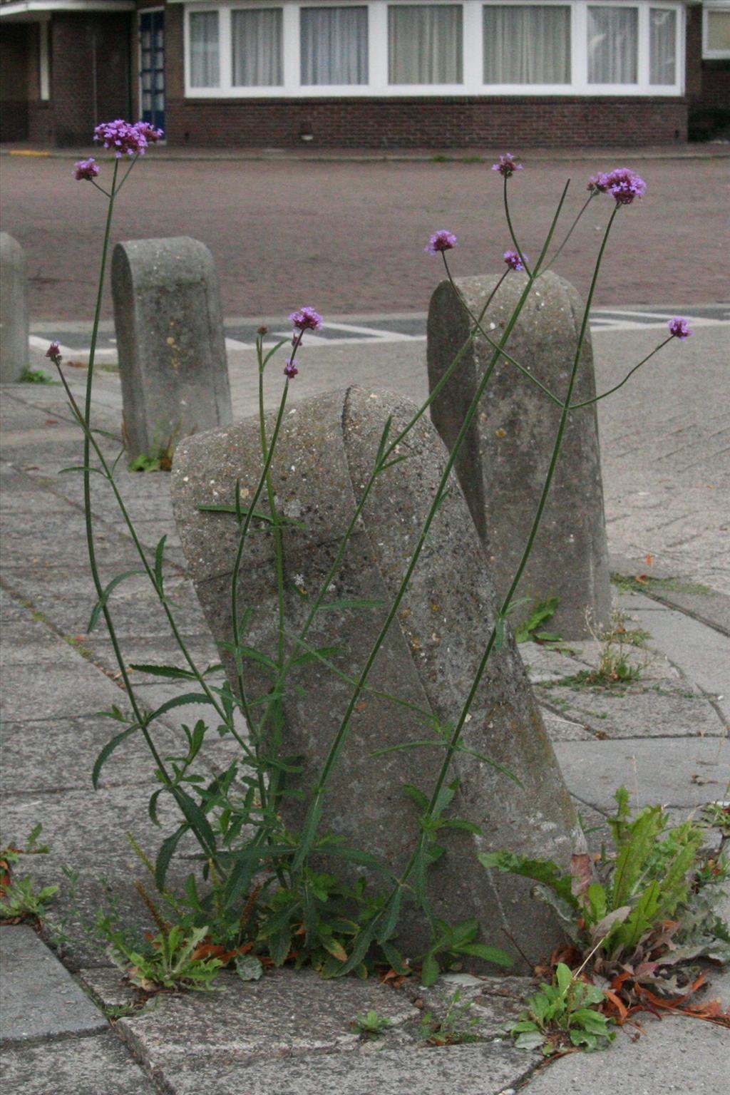 Verbena bonariensis (door Willem Braam)