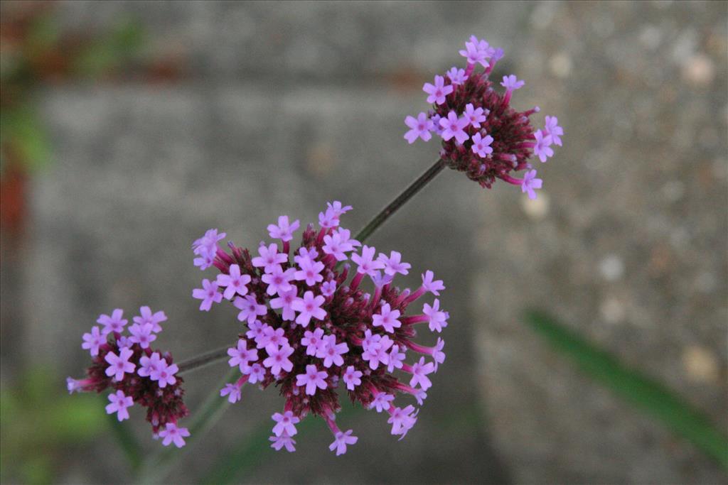 Verbena bonariensis (door Willem Braam)