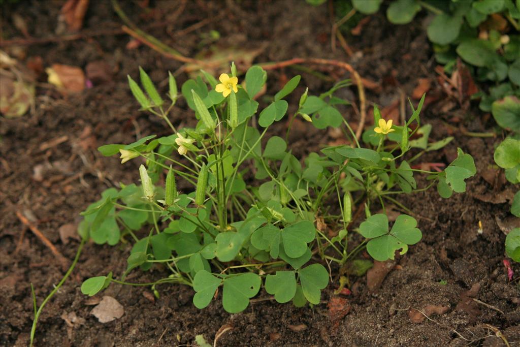 Oxalis stricta (door Willem Braam)