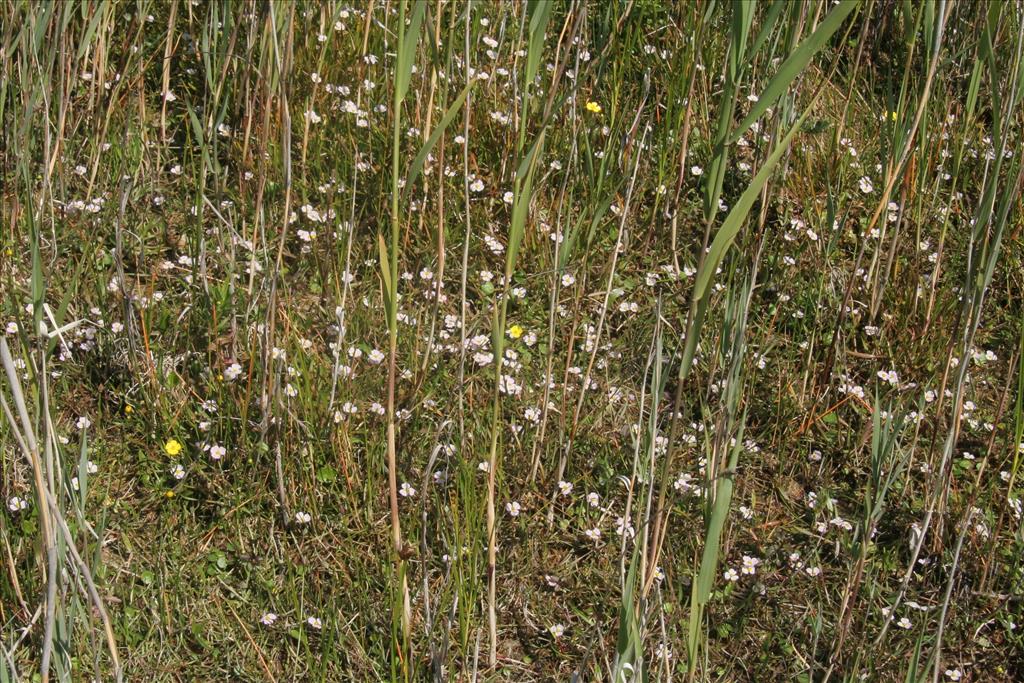 Baldellia ranunculoides subsp. ranunculoides (door Willem Braam)