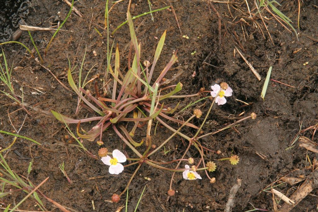 Baldellia ranunculoides subsp. ranunculoides (door Willem Braam)