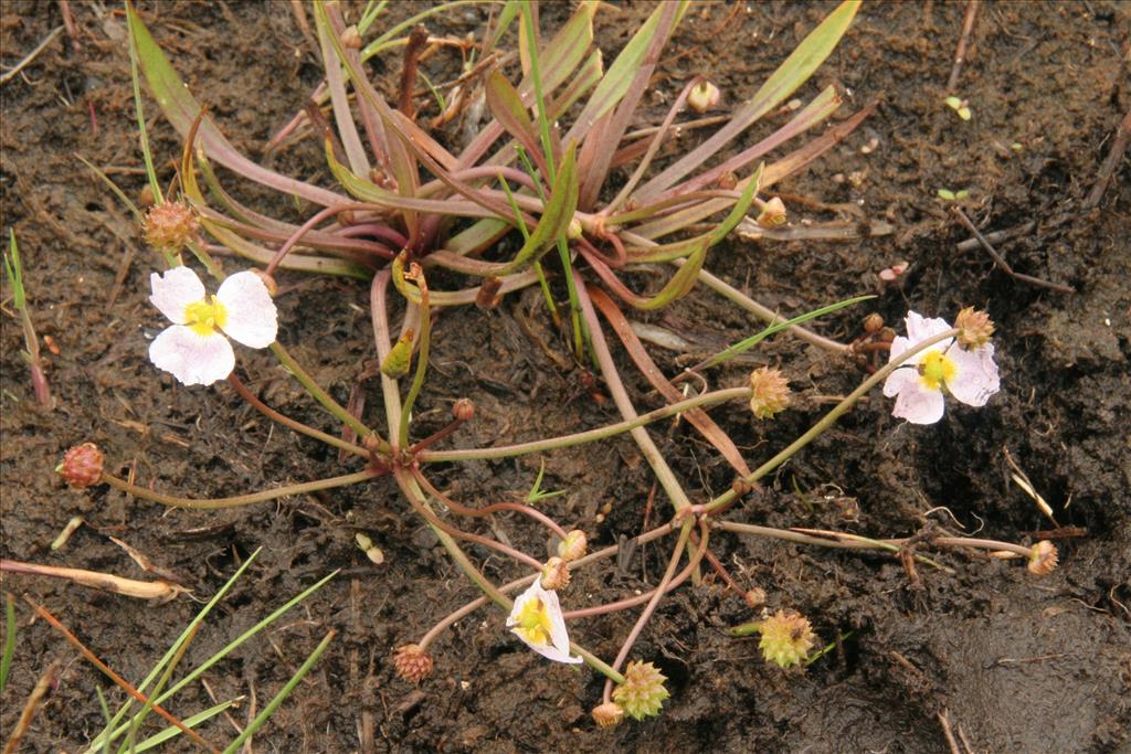 Baldellia ranunculoides subsp. ranunculoides (door Willem Braam)